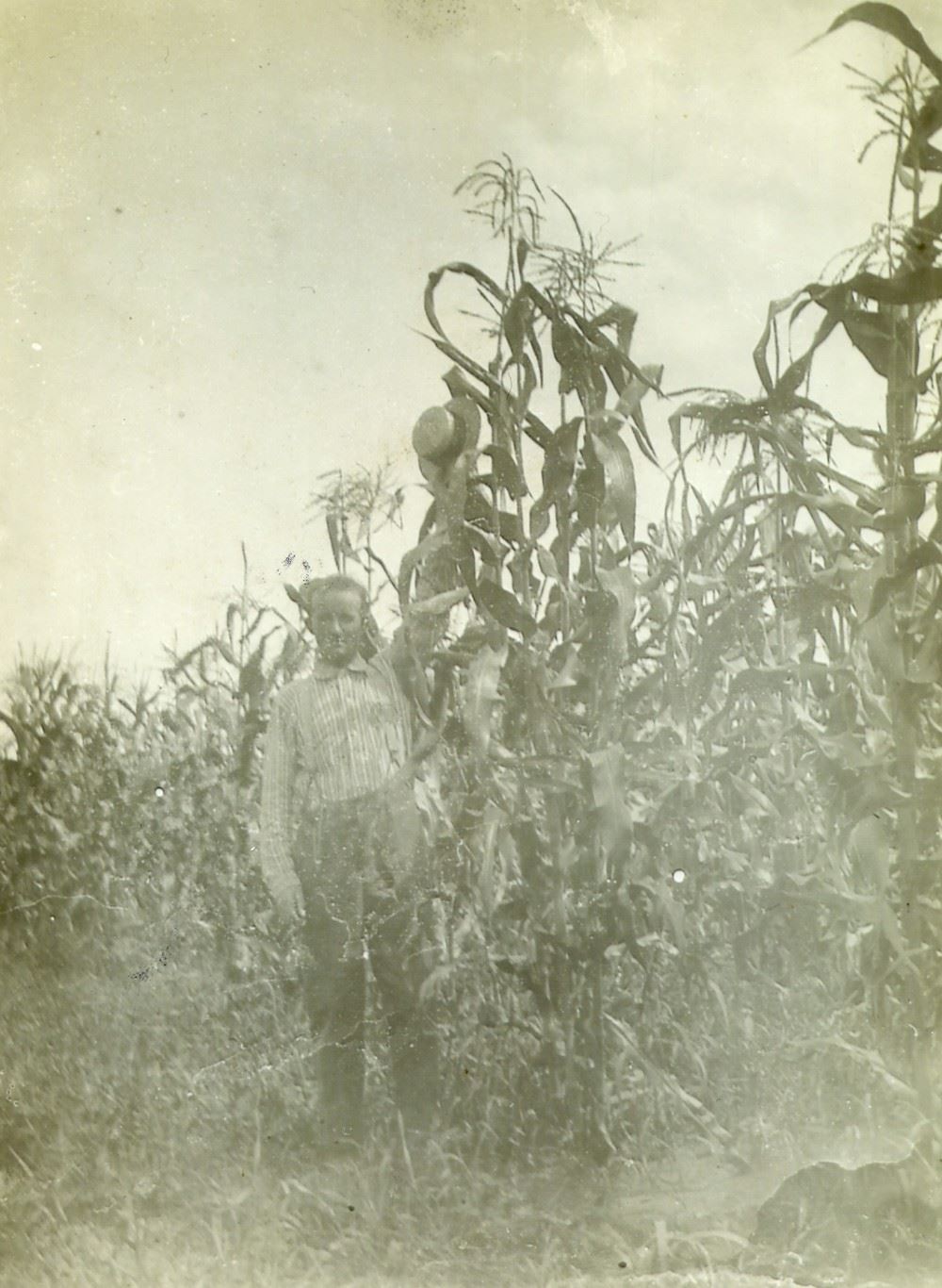 Ed Kiichli corn crop at Ingersoll farm