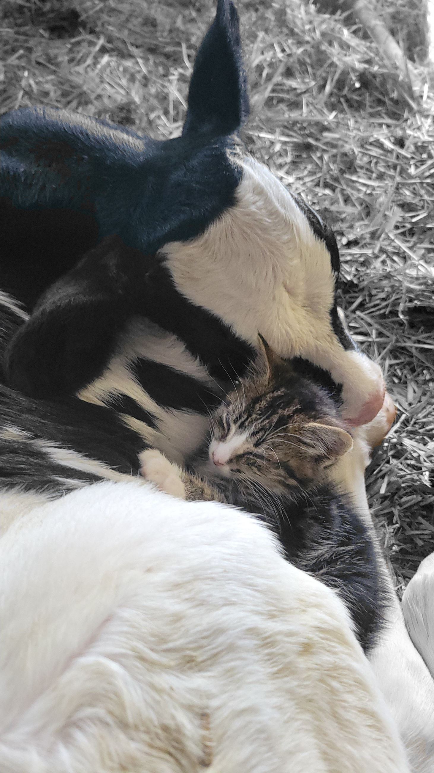 FarmFriendsAMelges-Quinn